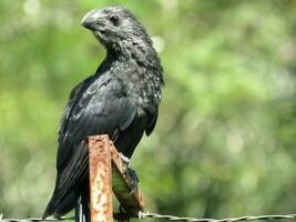 anu preto - nombre cientifico crotophaga y yo pico liso y yo foto