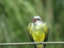 suiriri nombre cientifico tirano melancólico tropical pájaro real foto