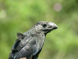 anu preto  Crotophaga ani  Smooth-billed Ani photo