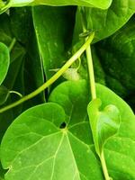 close up of green leaf photo