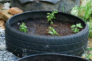 Tires are recycled. Plant pots from car tires photo