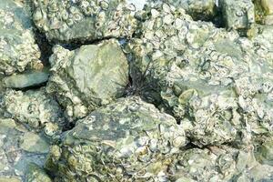 Sea urchin on a rock with lots of oysters photo