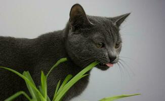 A cat eats grass at home on the windowsill. photo