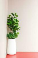 A Fiddle Leaf Fig or Ficus lyrata indoor potted plant with large, green, shiny leaves planted in a rattan basket. Popular air purifier plant for tropical minimal design. photo