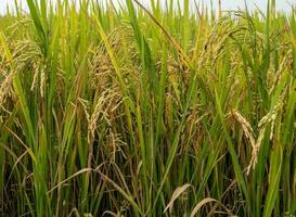 Closeup of golden rice in the paddy field. photo