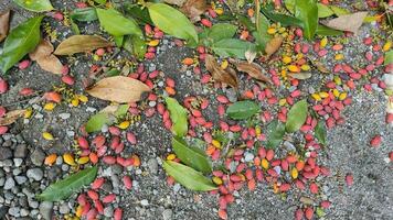 Gnetum Gnemon, Melinjo fruit in Indonesian, red and yellow fall on the harvested ground. Foods from the type of nuts, can be processed into chips or crackers photo