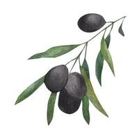 Olive branch. watercolor illustration vector