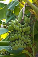 Banana trees in the garden photo