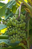 árboles de plátano en el jardín foto