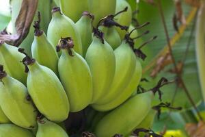 Banana trees in the garden photo