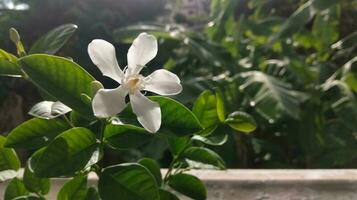 jasmine with green leaves photo