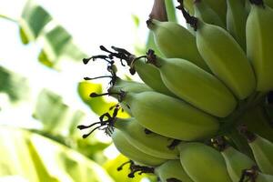 Banana trees in the garden photo