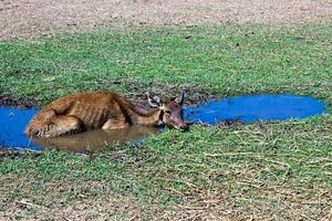 Deer lying in the pond. photo