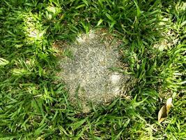 Plaster for walking in the middle of the green grass. photo
