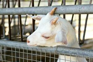 A cute two-horned white goat in a cage. photo