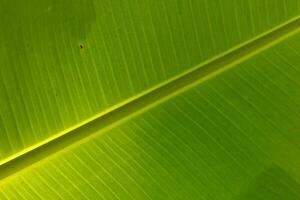 Banana leaf detail photo