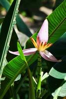 Lotus banana flower photo