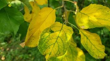 groot bladeren van een appel boom beurt geel in de tuin detailopname. begin van herfst. video