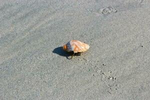 cangrejo ermitaño en la playa foto