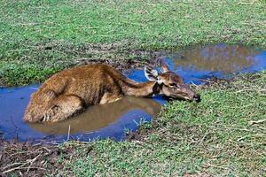 Deer lying in the pond. photo