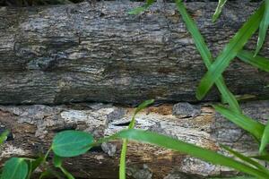 Wood texture with green leaf photo