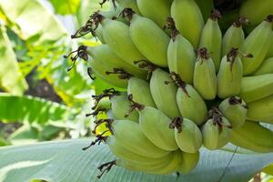 Banana trees in the garden photo