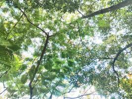 Tall trees, green leaves, backlight image photo