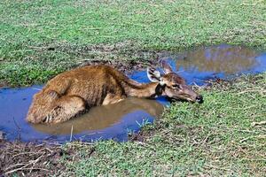 Deer lying in the pond. photo