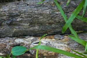 Wood texture with green leaf photo