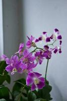 Orchid background wall. photo