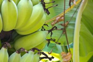 Banana trees in the garden photo