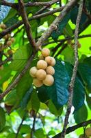 Longkong on the tree in the orchard photo