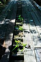 madera puente con verde malas hierbas. foto