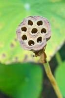 Dry Lotus Flower photo
