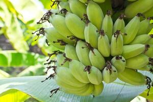 Banana trees in the garden photo
