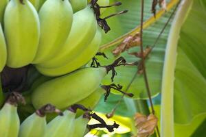 árboles de plátano en el jardín foto