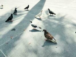 flock of pigeons on the ground, tree shadows photo