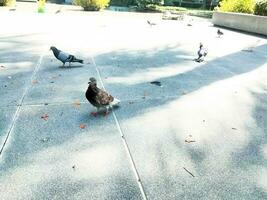 flock of pigeons on the ground, tree shadows photo