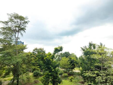 trees and clouds, landscape with trees photo