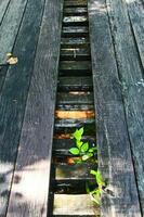 Wood bridge with Green weeds. photo