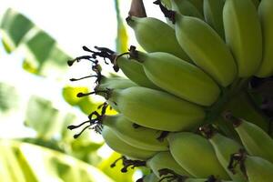 árboles de plátano en el jardín foto