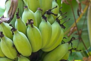 Banana trees in the garden photo