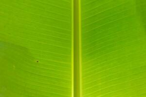 Banana leaf detail photo