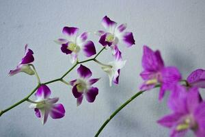 Orchid background wall. photo