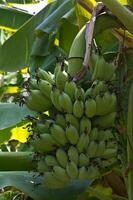 Banana trees in the garden photo