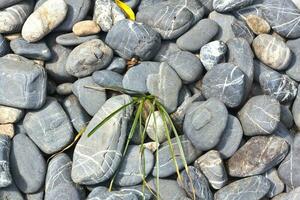 Green grass in the middle of the rock photo