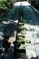 madera puente con verde malas hierbas. foto