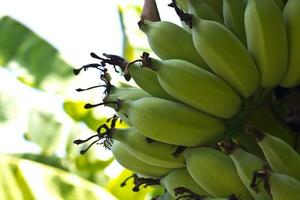 árboles de plátano en el jardín foto