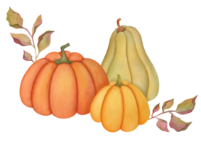 vattenfärg höst pumpor, löv, isolerat på transparent bakgrund. horisontell hand dragen Lycklig tacksägelse dag bakgrund. pumpa rik skörda ClipArt. grupp av trädgård bruka grönsaker png