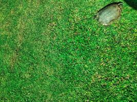 turtle on the green grass photo